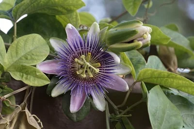 Krishna Kamal Flower plant