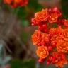 Kalanchoe plant