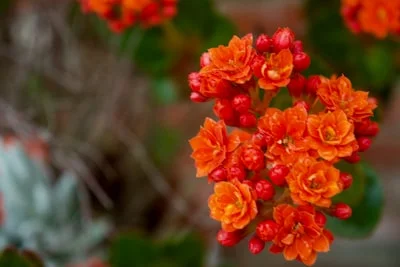 Kalanchoe plant
