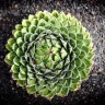 Sempervivum plant