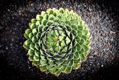 Sempervivum plant