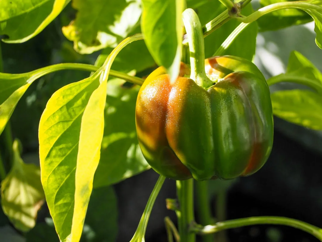 Capsicum plant growing in terracotta pot at home — capsicum grow pot India