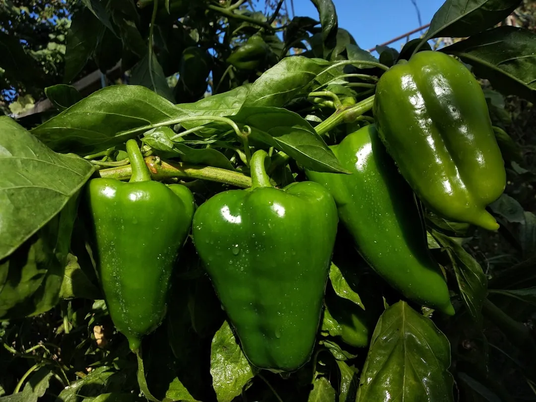 Chilli plant growing in terracotta pot at home — chilli grow pot at home
