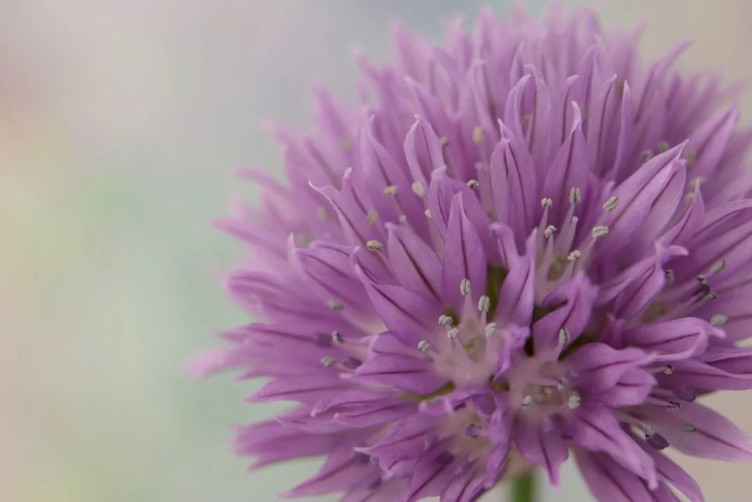 Chives plant growing in terracotta pot at home — chives grow pot India kitchen