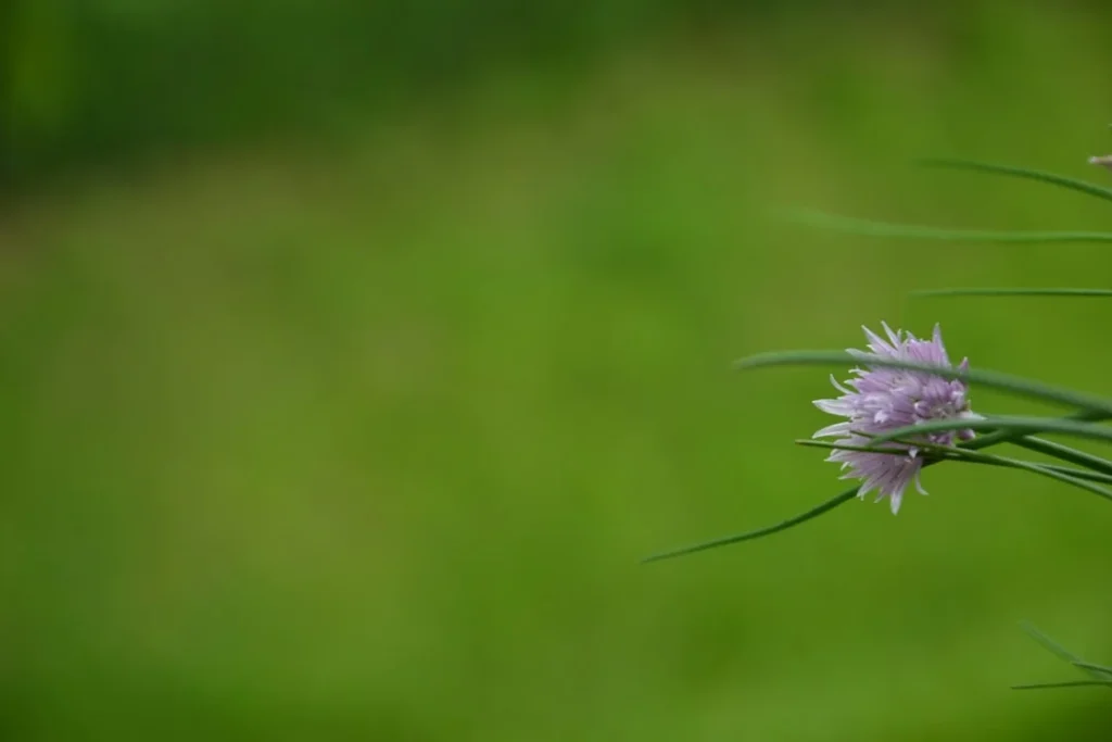 Chives plant growing in terracotta pot at home