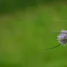 Chives plant growing in terracotta pot at home