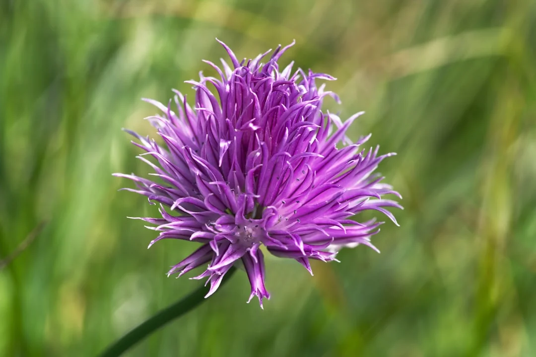 Chives plant growing in terracotta pot at home — chives grow pot India kitchen