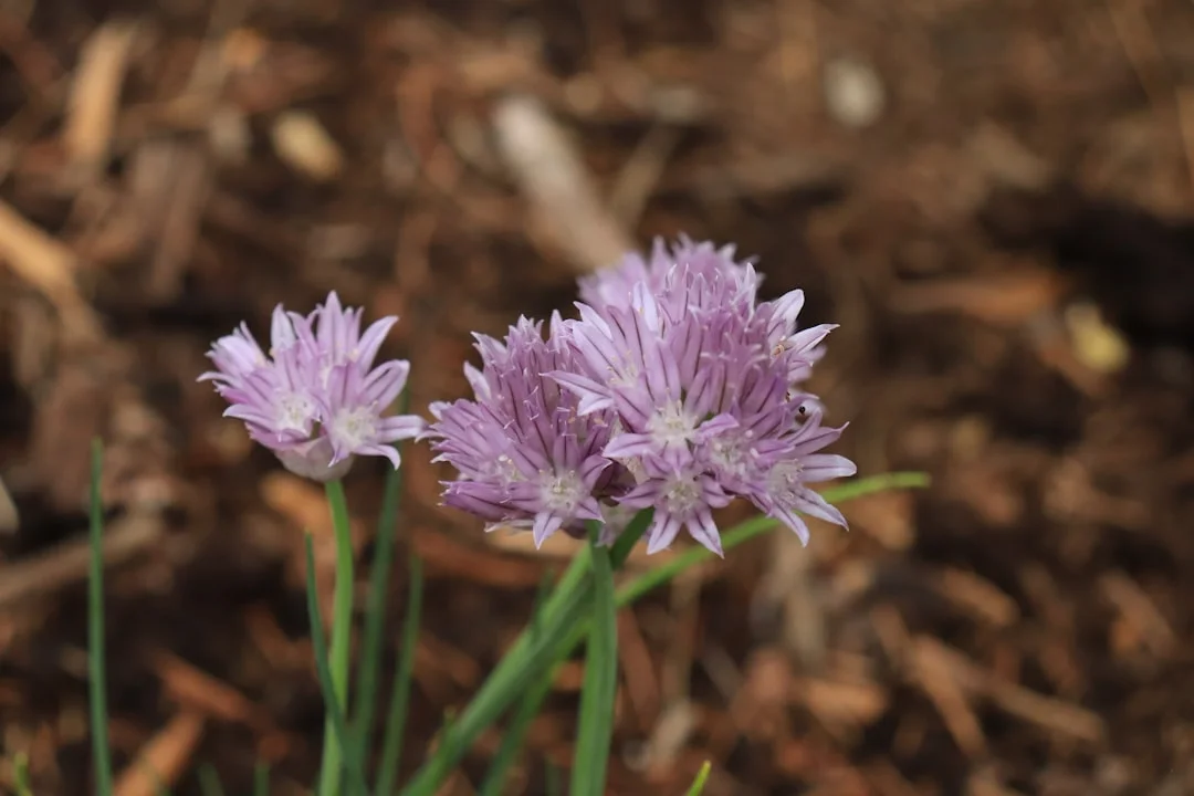 Chives plant growing in terracotta pot at home — chives grow pot India kitchen