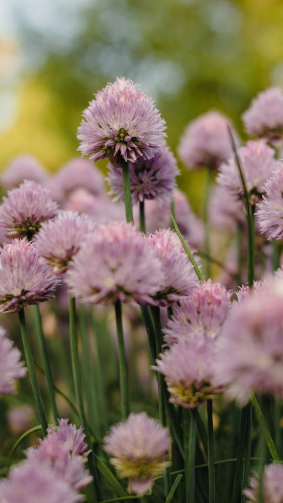 a group of flowers