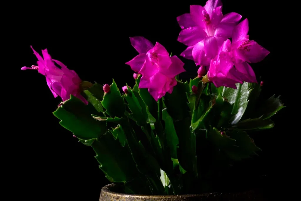 Christmas Cactus plant growing in terracotta pot at home