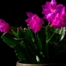 Christmas Cactus plant growing in terracotta pot at home