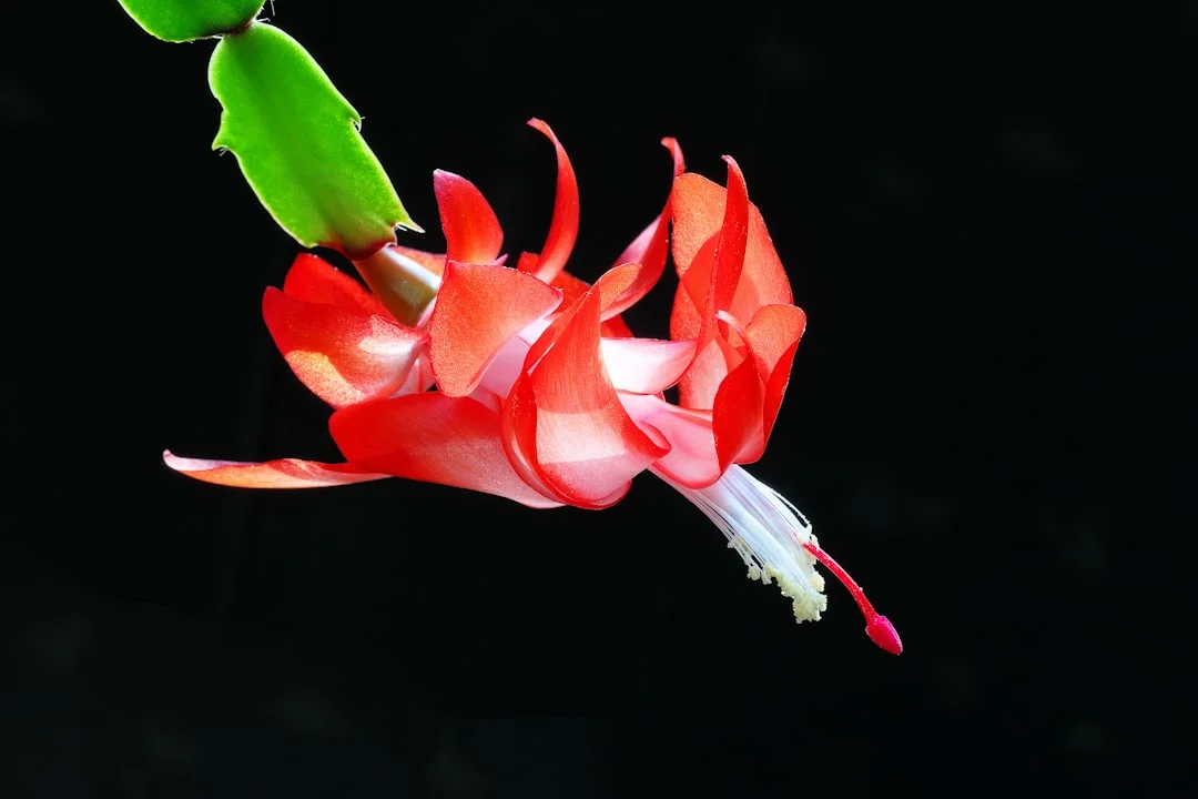 Christmas Cactus plant growing in terracotta pot at home — christmas cactus care