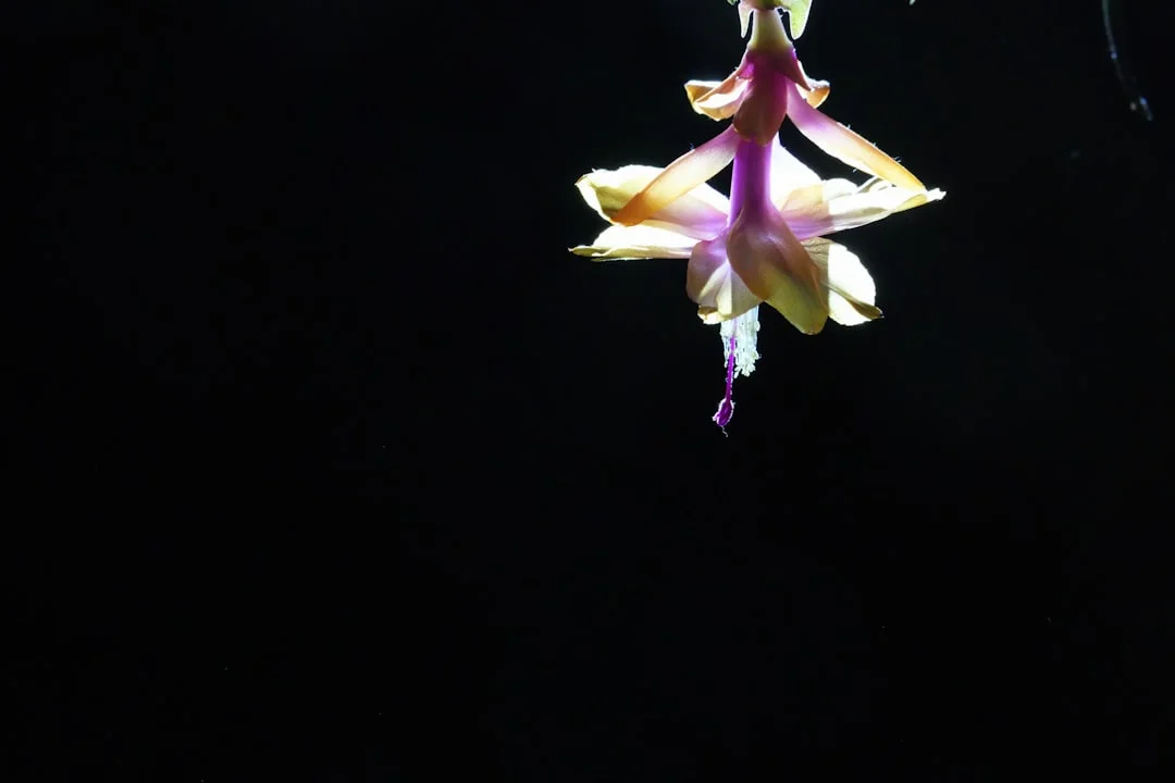 Christmas Cactus plant growing in terracotta pot at home — christmas cactus care