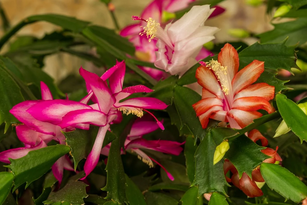 Christmas Cactus plant growing in terracotta pot at home — christmas cactus care