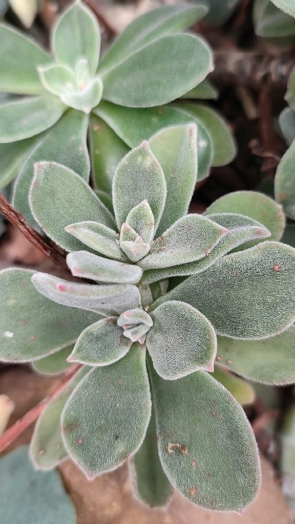 Kalanchoe Plant Care Indoors: The Complete Growing Guide How to Grow: Complete Visual Guide
