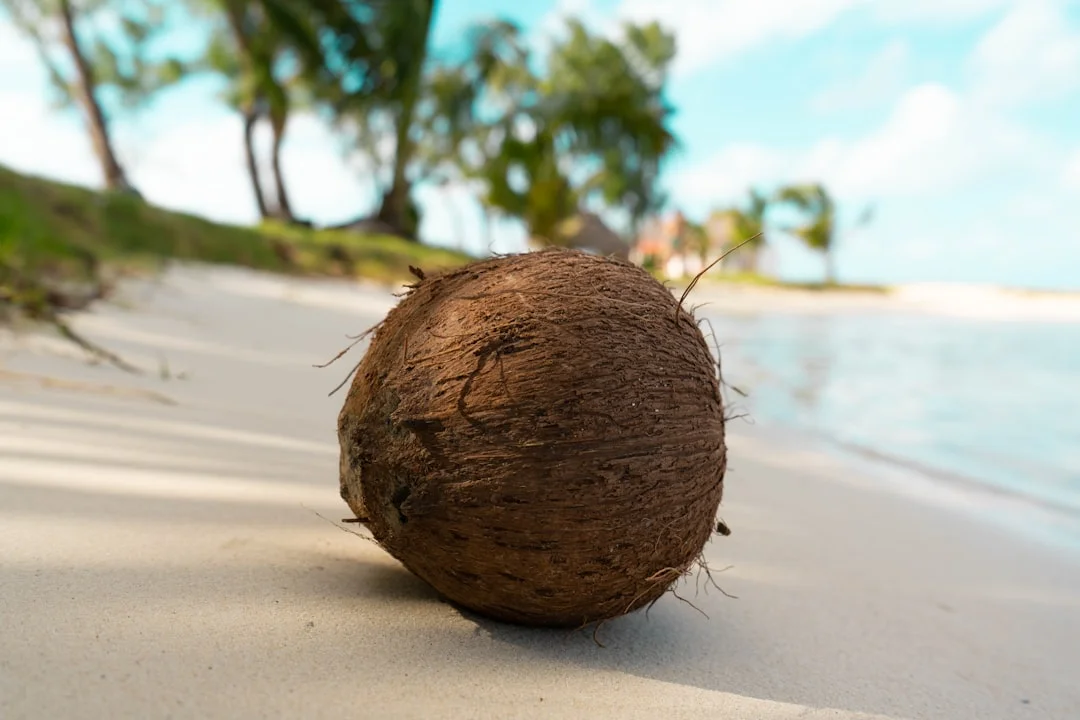 Coconut Palm plant growing in terracotta pot at home — coconut tree grow care India