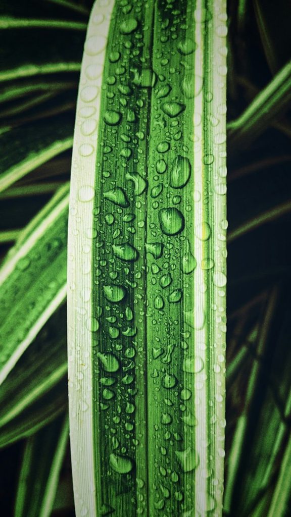How to Water Indoor Plants: The Complete Care Guide Uses: Complete Visual Guide
