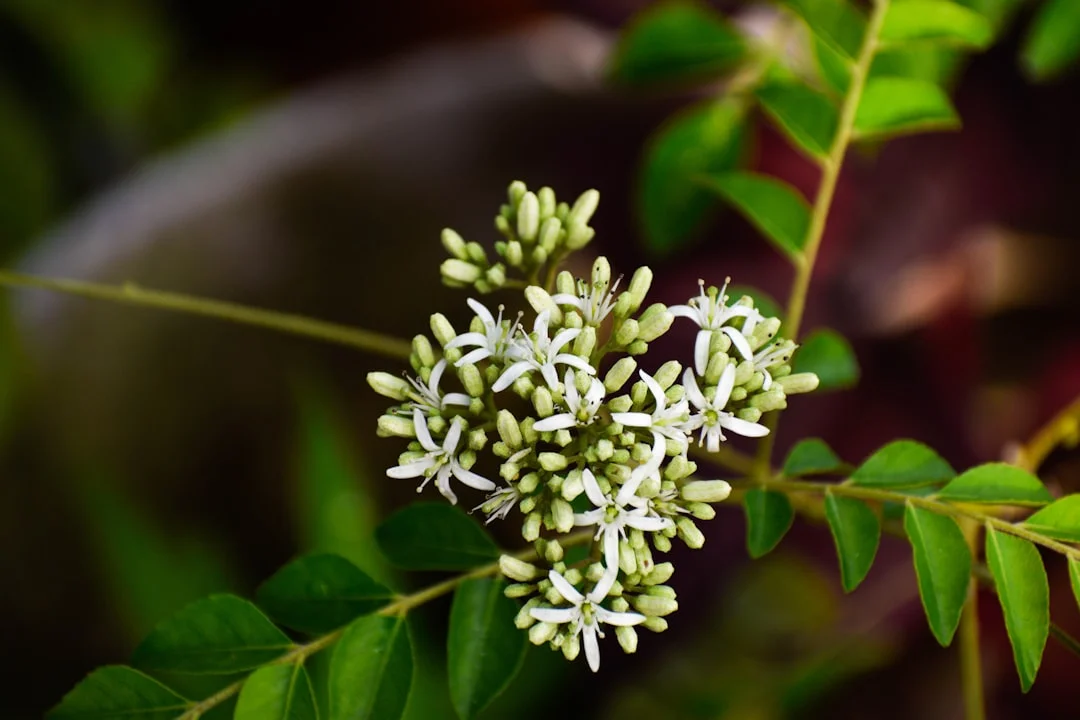 Curry Leaves plant growing in terracotta pot at home — curry leaves grow pot fast
