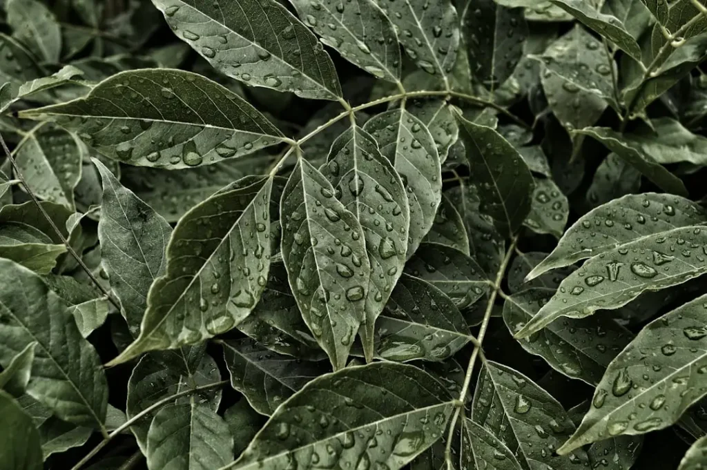 Curry Leaves plant growing in terracotta pot at home