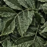 Curry Leaves plant growing in terracotta pot at home