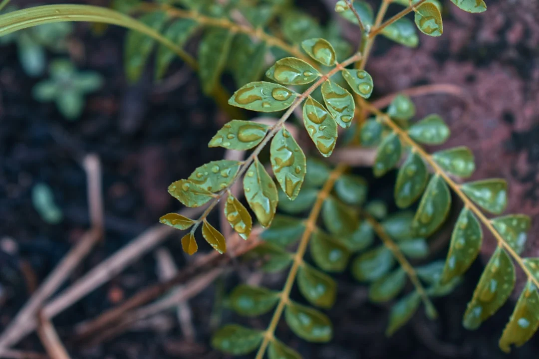 Curry Leaves plant growing in terracotta pot at home — curry leaves grow pot fast