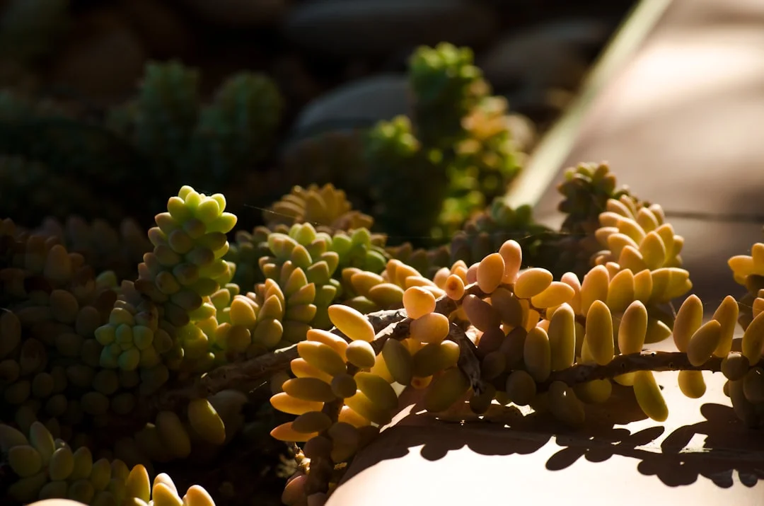 Donkey's Tail Succulent plant growing in terracotta pot at home — donkey's tail succulent care