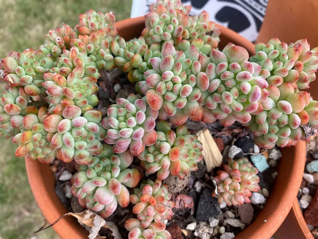 Donkey's Tail Succulent plant growing in terracotta pot at home — donkey's tail succulent care