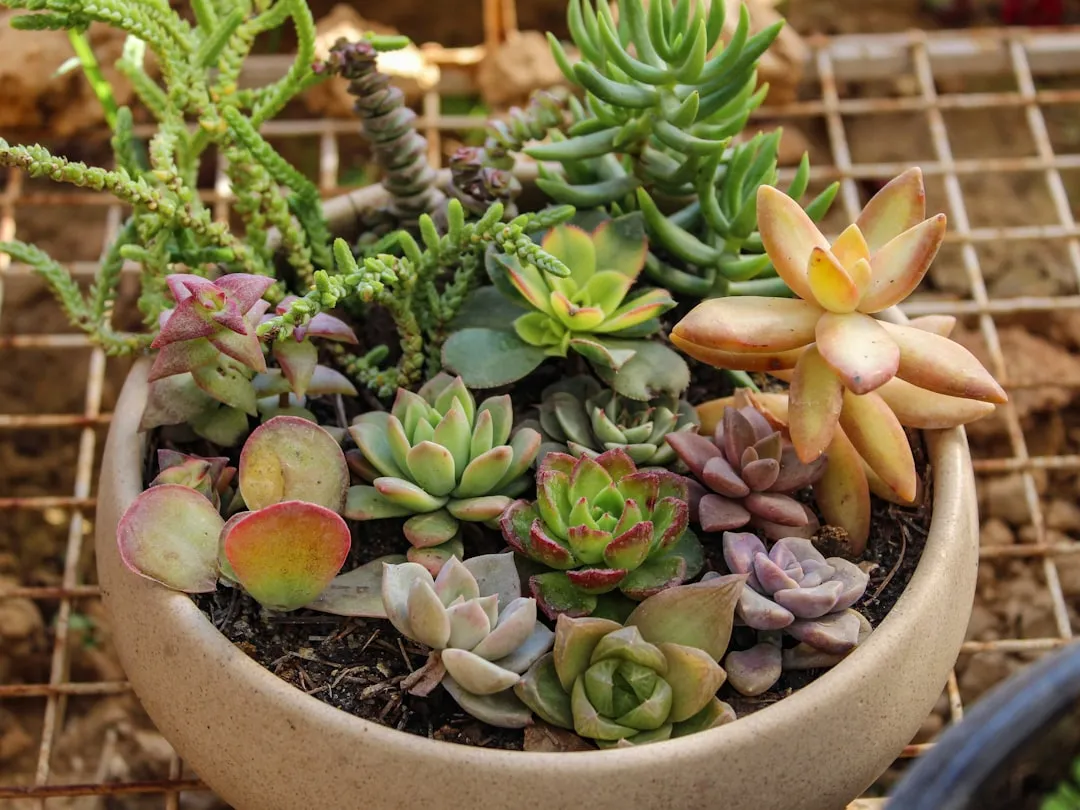 Donkey's Tail Succulent plant growing in terracotta pot at home — donkey's tail succulent care