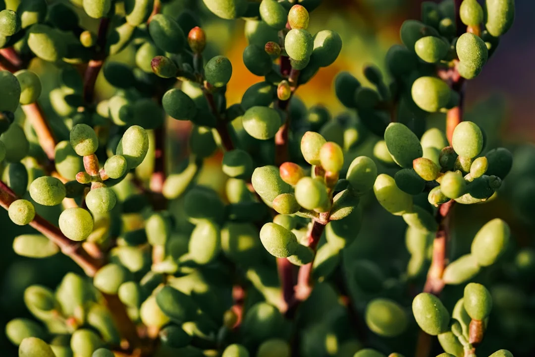 Elephant Bush Succulent plant growing in terracotta pot at home — elephant bush succulent care