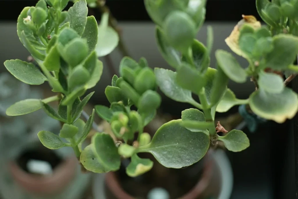 Elephant Bush Succulent plant growing in terracotta pot at home