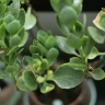 Elephant Bush Succulent plant growing in terracotta pot at home