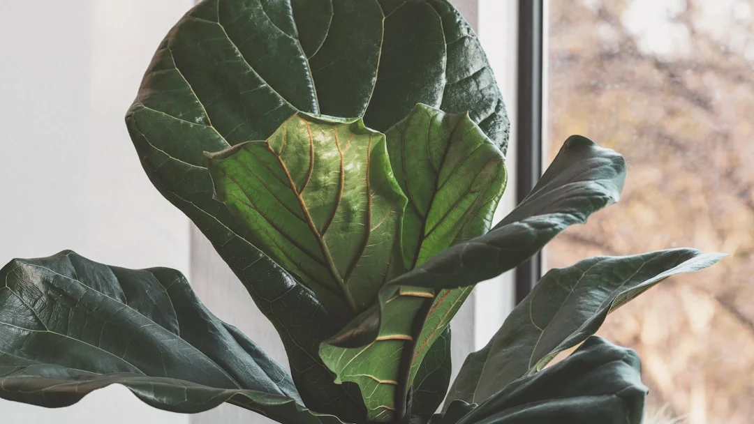Fiddle Leaf Fig plant growing in terracotta pot at home — fiddle leaf fig care tips