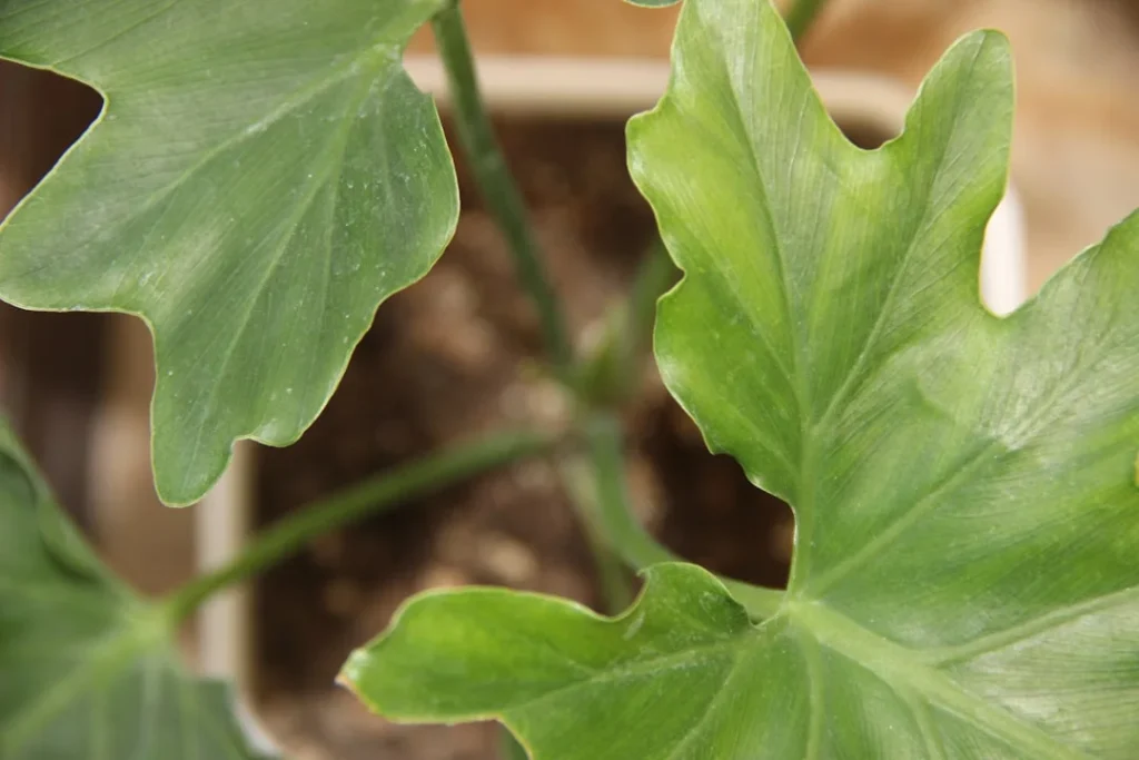 Fiddle Leaf Fig plant growing in terracotta pot at home