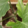 Fiddle Leaf Fig plant growing in terracotta pot at home
