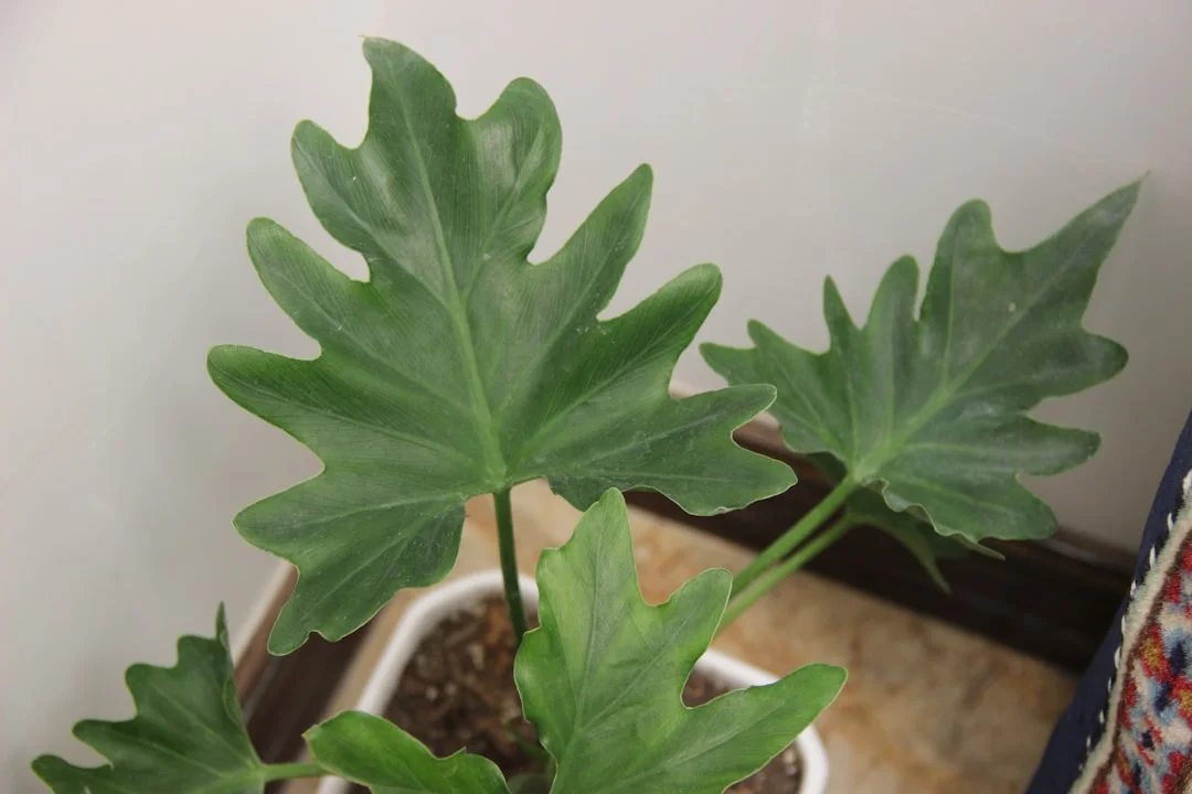 Fiddle Leaf Fig plant growing in terracotta pot at home — fiddle leaf fig care tips