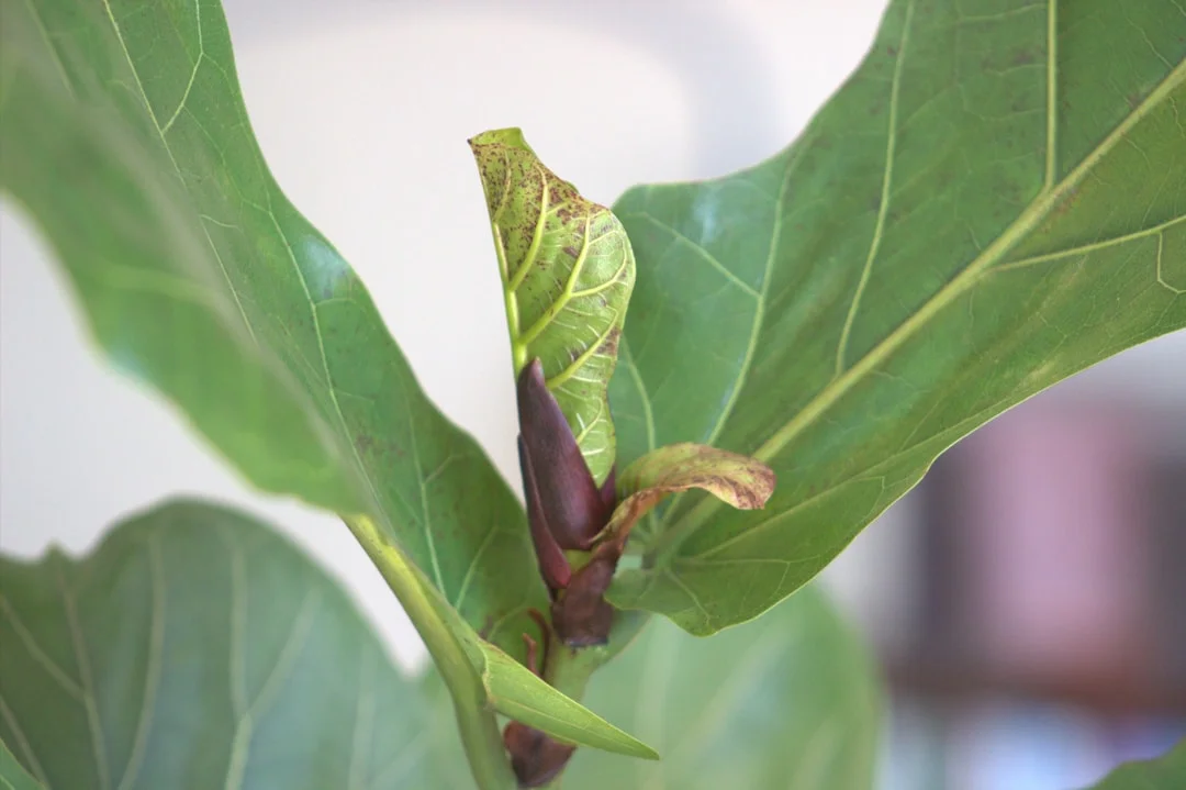 Fiddle Leaf Fig plant growing in terracotta pot at home — fiddle leaf fig care tips