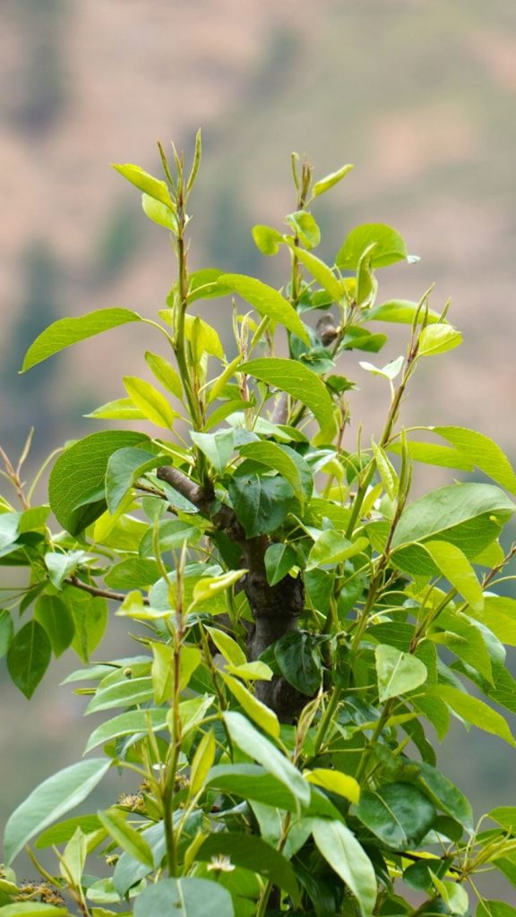 Kailashpati Tree Uses Benefits: Complete Plant Guide How to Grow: Complete Visual Guide