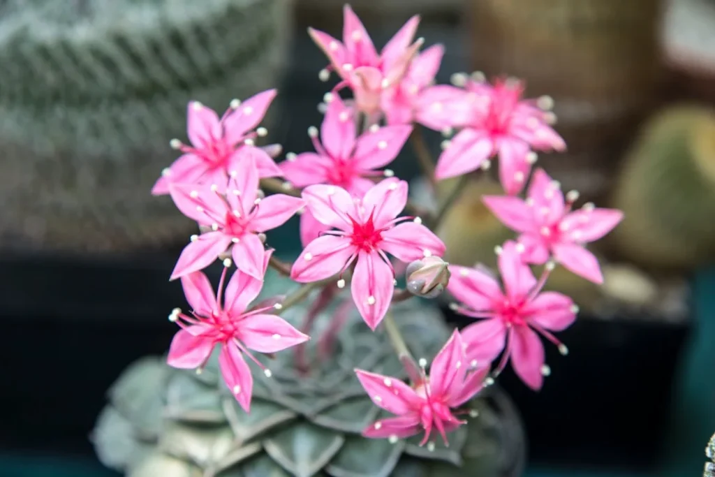 Ghost Plant Succulent plant growing in terracotta pot at home