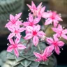 Ghost Plant Succulent plant growing in terracotta pot at home