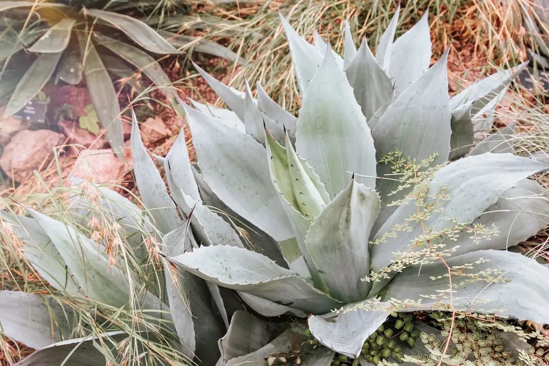Ghost Plant Succulent plant growing in terracotta pot at home — ghost plant succulent care