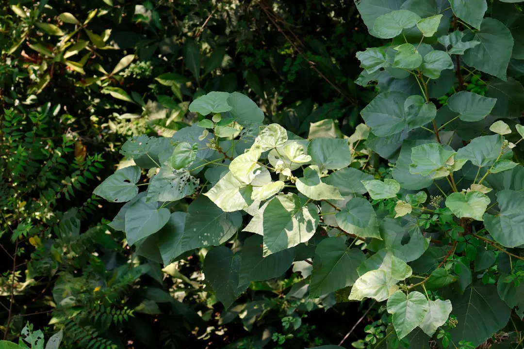 Giloy plant growing in terracotta pot at home — giloy plant benefits immunity