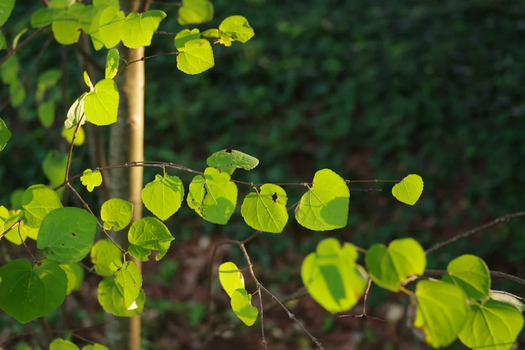Giloy plant growing in terracotta pot at home — giloy plant benefits immunity