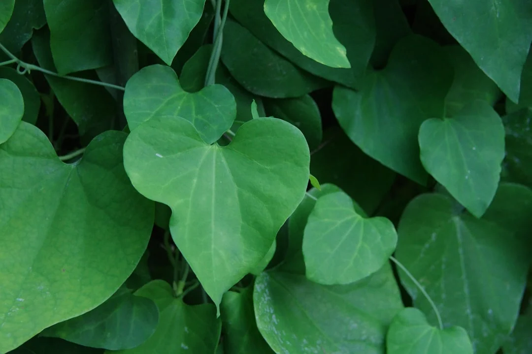Giloy plant growing in terracotta pot at home — giloy plant benefits immunity