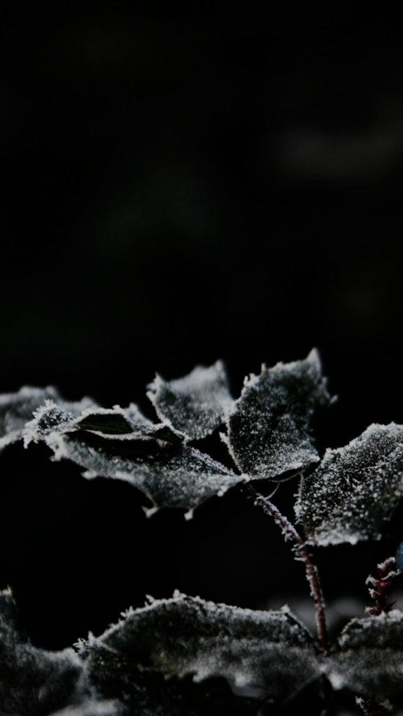 Winter Plant Care India Care Tips: Complete Visual Guide