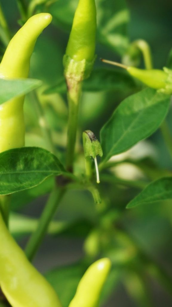 Long Pepper How to Grow: Complete Visual Guide