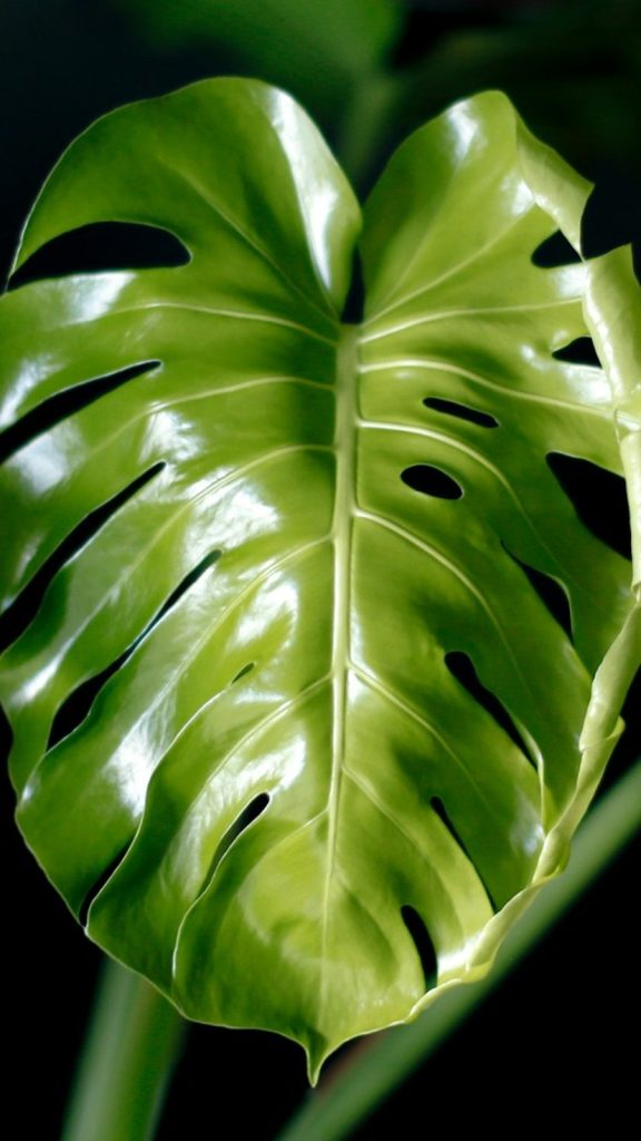 Monstera Plant Indoor Care Mistakes: Complete Fix Guide Amazing Facts: Complete Visual Guide