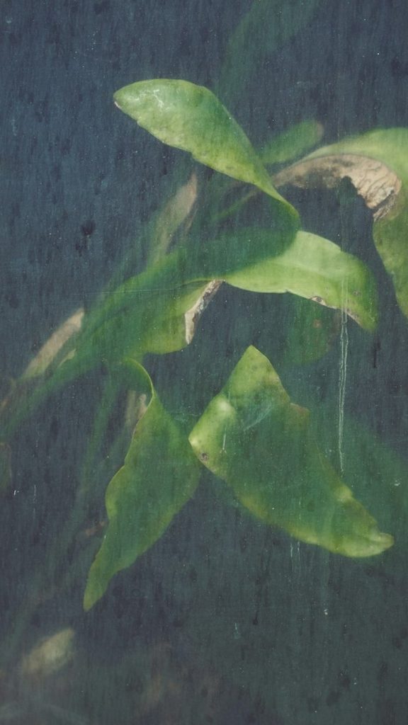 Overwatering vs Underwatering Plants: How to Tell the Difference How to Grow: Complete Visual Guide