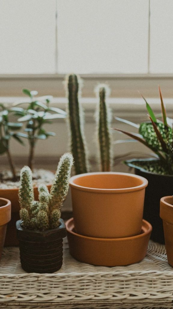 How to Keep Plants Alive: Complete Indoor Plant Care Guide Uses: Complete Visual Guide