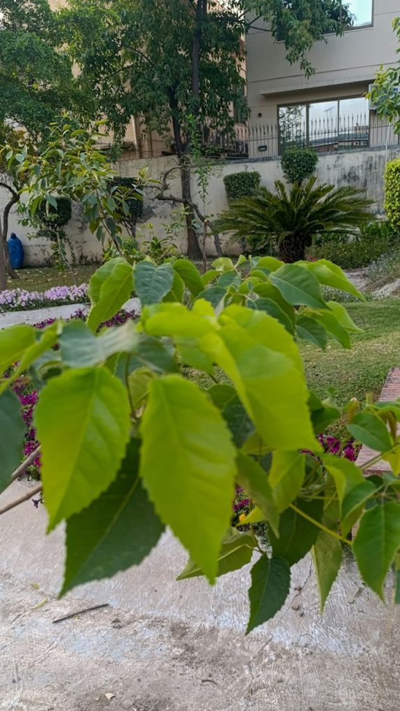 Indian Gooseberry Tree How to Grow: Complete Visual Guide