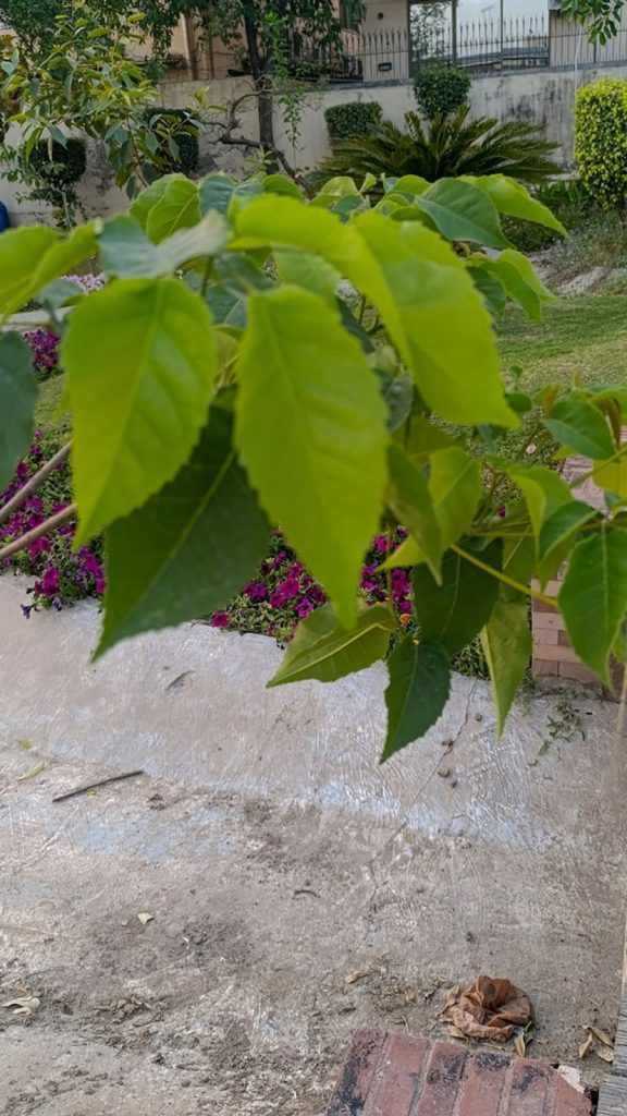 Tulsi Plant Benefits: Complete Care Guide for All Seasons Care Tips: Complete Visual Guide